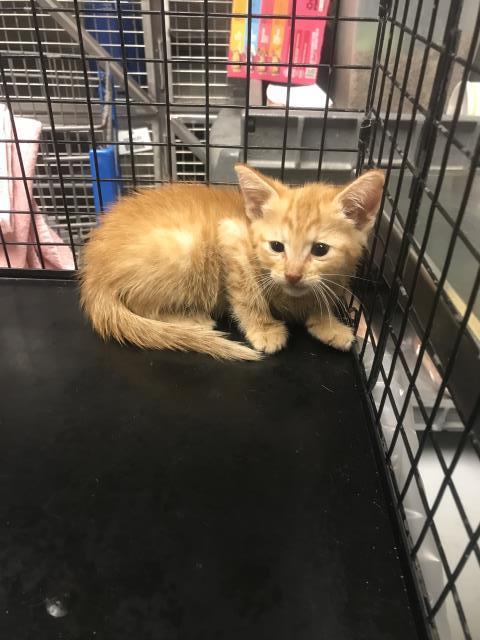 CHEEZ-IT, Baby Domestic Short Hair (medium coat), cat for adoption in Conroe, Texas