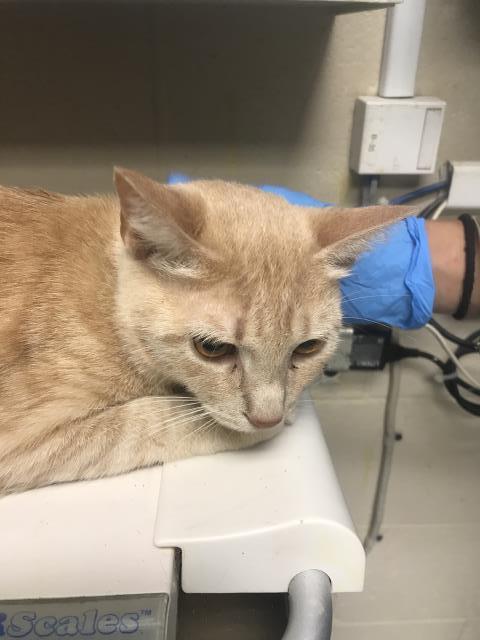 A428856, Adult Domestic Short Hair (medium coat), cat for adoption in Conroe, Texas