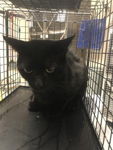 A429297, Adult Domestic Short Hair (medium coat), cat for adoption in Conroe, Texas