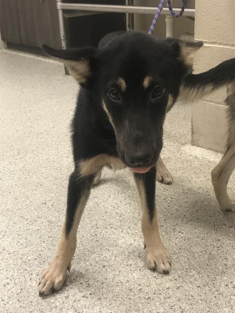 A429336, an adoptable German Shepherd Dog in Conroe, TX