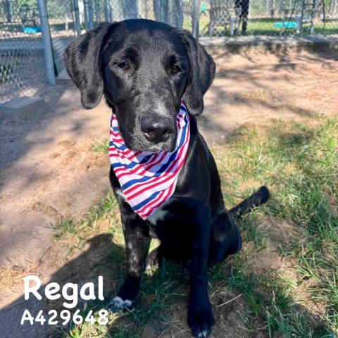 Regal