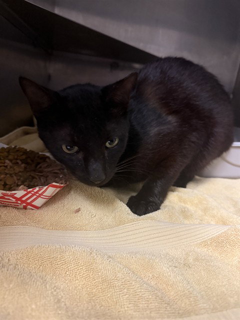 A429659, Adult Domestic Short Hair (medium coat), cat for adoption in Conroe, Texas