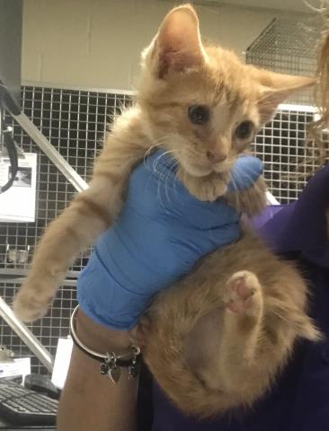 A429754, Baby Domestic Short Hair (medium coat), cat for adoption in Conroe, Texas