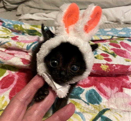 CHIQUITA, Baby Domestic Short Hair (medium coat), cat for adoption in Conroe, Texas