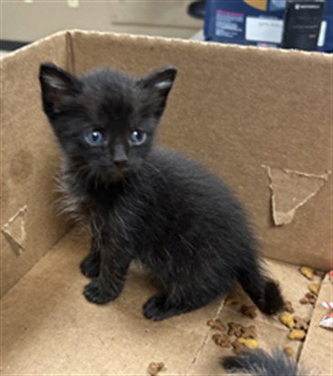 EDUARDO, Baby Domestic Short Hair (medium coat), cat for adoption in Conroe, Texas