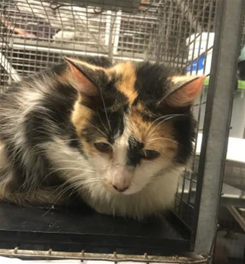 ZELDA, Young Domestic Medium Hair (medium coat), cat for adoption in Conroe, Texas