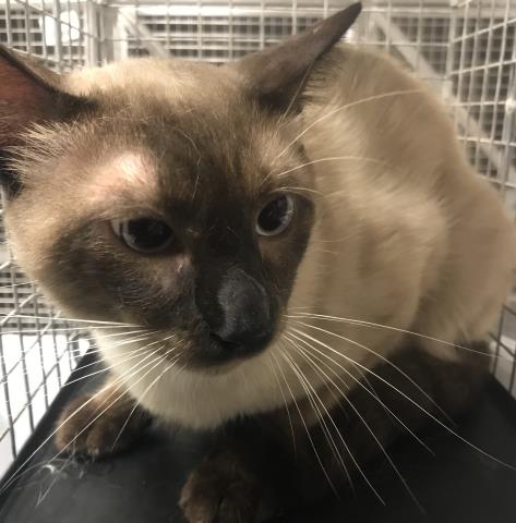 A428902, Adult Siamese (medium coat), cat for adoption in Conroe, Texas