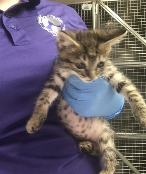 A429831, Baby Domestic Short Hair (medium coat), cat for adoption in Conroe, Texas
