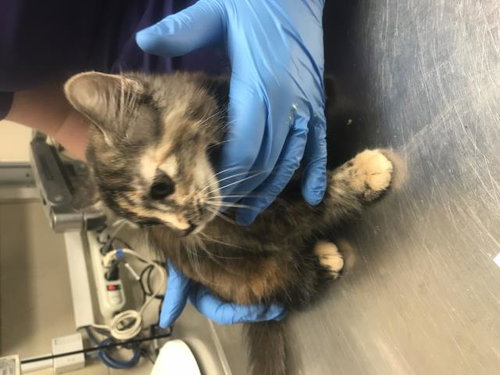 A429841, Baby Domestic Short Hair (medium coat), cat for adoption in Conroe, Texas