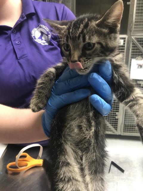 A429842, Baby Domestic Short Hair (medium coat), cat for adoption in Conroe, Texas