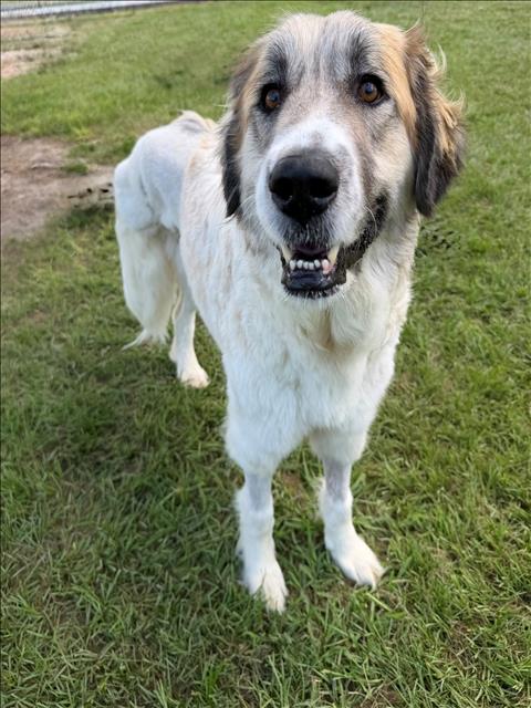 LYRIC, an adoptable Anatolian Shepherd in Conroe, TX