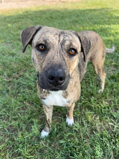 CHARLIE, an adoptable Labrador Retriever in Conroe, TX