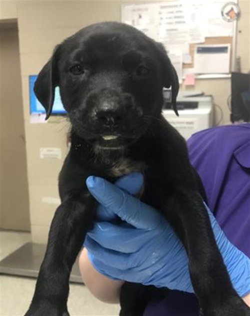A429963, an adoptable Labrador Retriever in Conroe, TX
