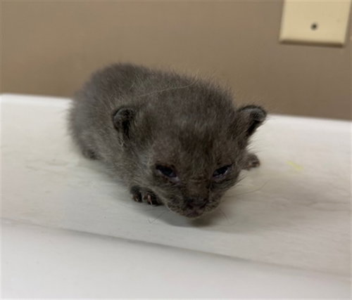 A427249, an adoptable Domestic Short Hair in Conroe, TX