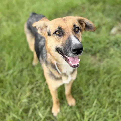 Camilla - German Shepherd Dog