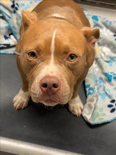MUFFIN, an adoptable Pit Bull Terrier in Conroe, TX