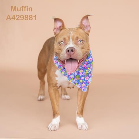 MUFFIN