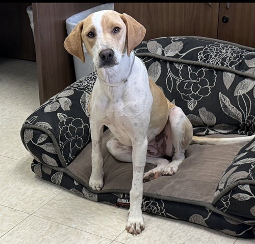 TIKI, an adoptable Pointer in Conroe, TX