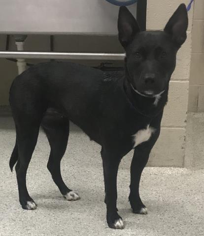A429868, an adoptable Belgian Shepherd Malinois in Conroe, TX