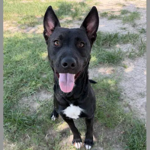 Tova - Belgian Shepherd Malinois