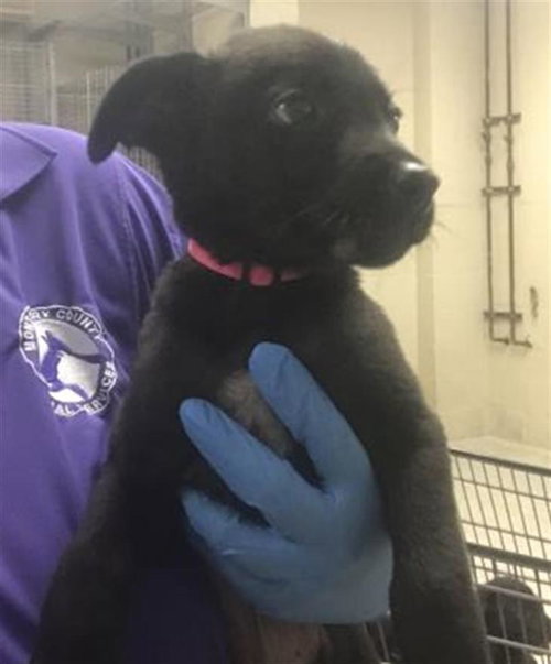 A429985, an adoptable Labrador Retriever in Conroe, TX