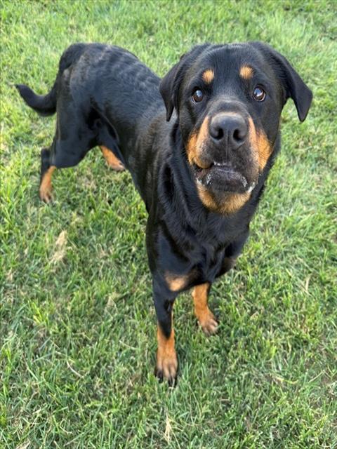 CHORUS, an adoptable Rottweiler in Conroe, TX
