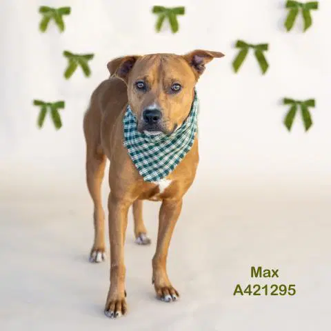 Max - Pit Bull Terrier