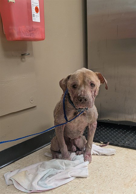 SLIM, an adoptable Pit Bull Terrier in Conroe, TX