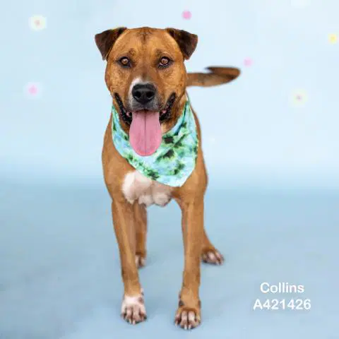 Collins - Mastiff