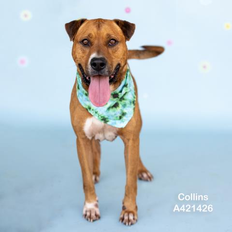 Collins