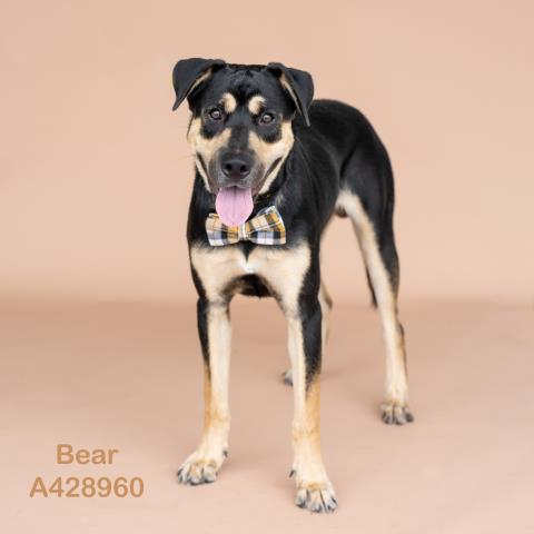 Bear