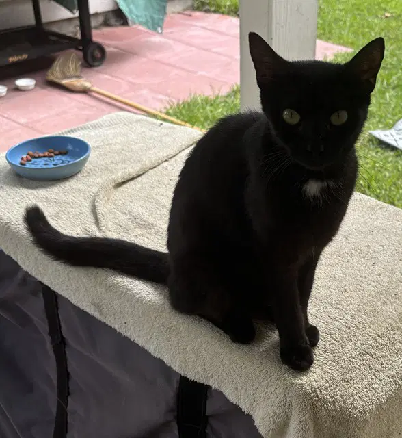 Unknown - Domestic Short Hair