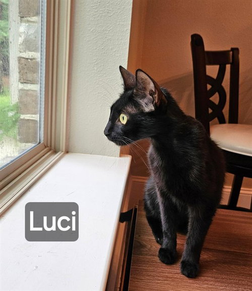 Luci