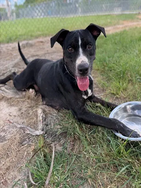 Polly - American Pit Bull Terrier