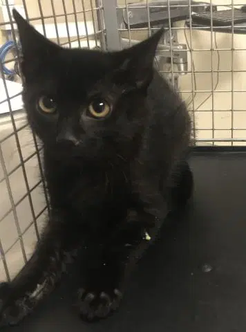 Unknown - Domestic Short Hair