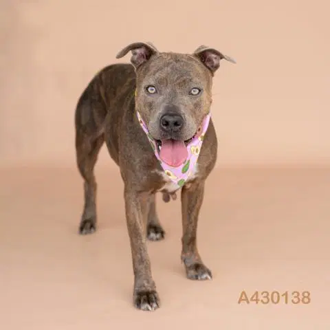 Unknown - Pit Bull Terrier
