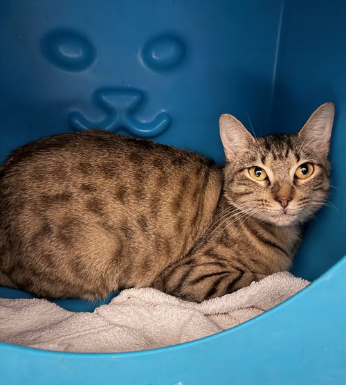 picture of the cat needing adoption