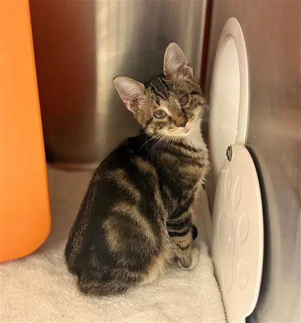 Zippy - Domestic Medium Hair