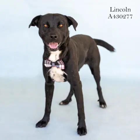 Lincoln image 1