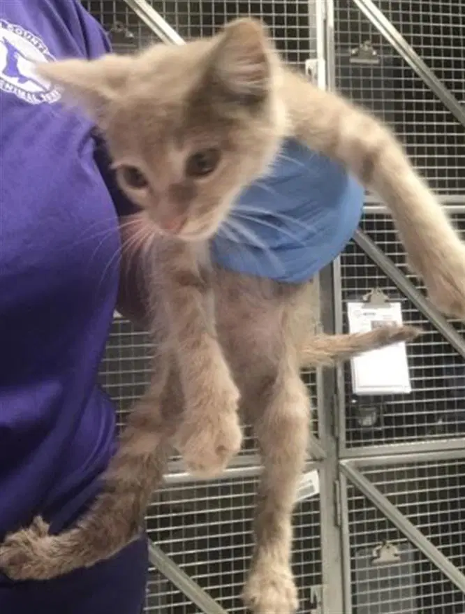 Unknown - Domestic Short Hair