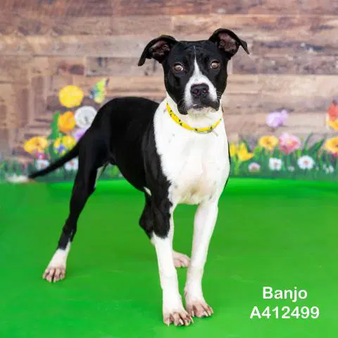 Banjo - American Pit Bull Terrier