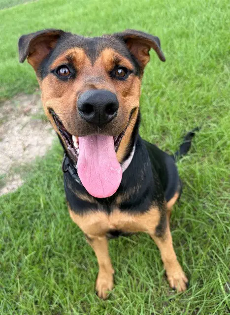 Samantha - Rottweiler