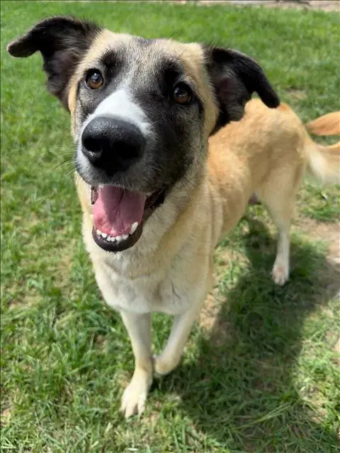 Cardi - Anatolian Shepherd