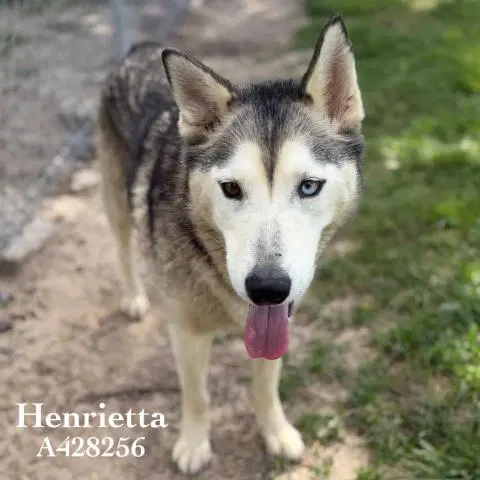 Henrietta - Siberian Husky