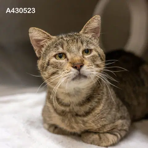 Unknown - Domestic Short Hair