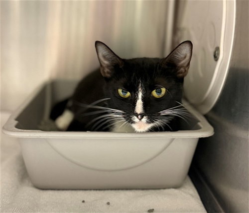 picture of the cat needing adoption