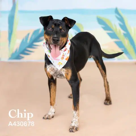 Chip - Doberman Pinscher