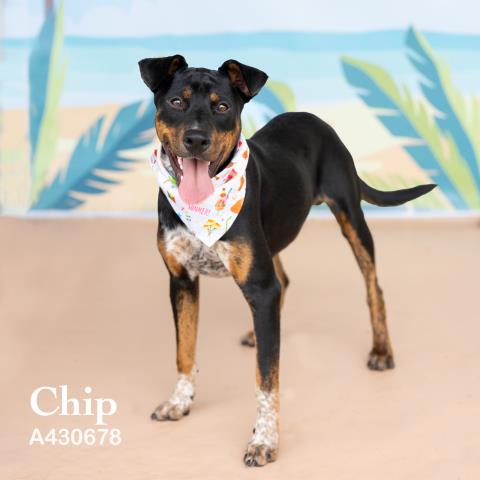 Chip