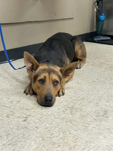 Unknown - German Shepherd Dog
