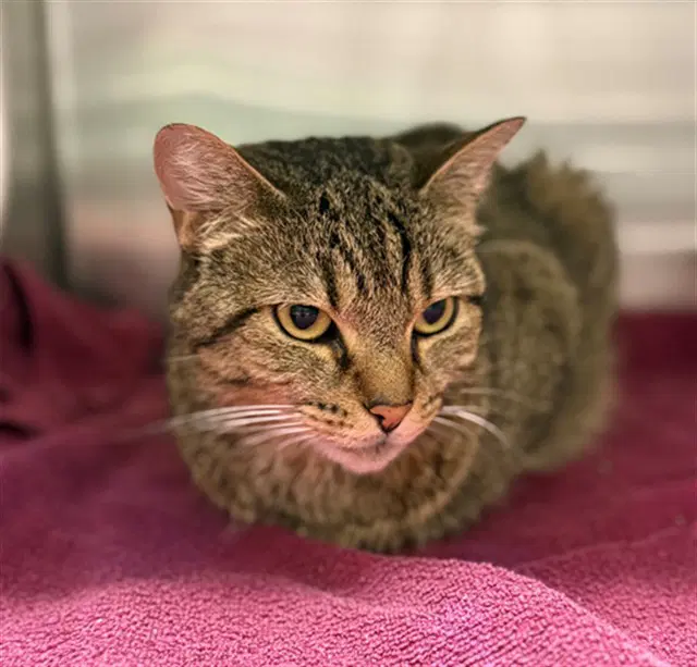 Unknown - Domestic Short Hair
